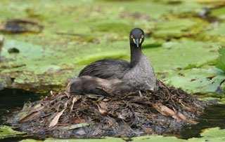 . The Grebes built their nest in the middle of the lake below the