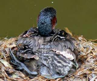 remaining chicks is very clear as they rest on a lily pad.