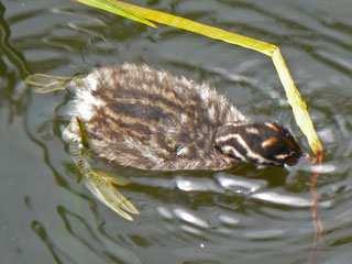 Anyone who has visited a lake or pond with Grebe chicks will be familiar with their