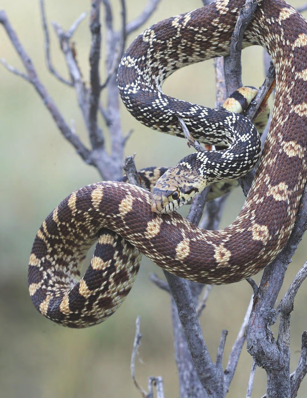 bullsnake The bullsnake is the largest species of snake in Alberta and the only one that kills its prey by constriction meaning that they squeeze their prey in one or two of their powerful coils