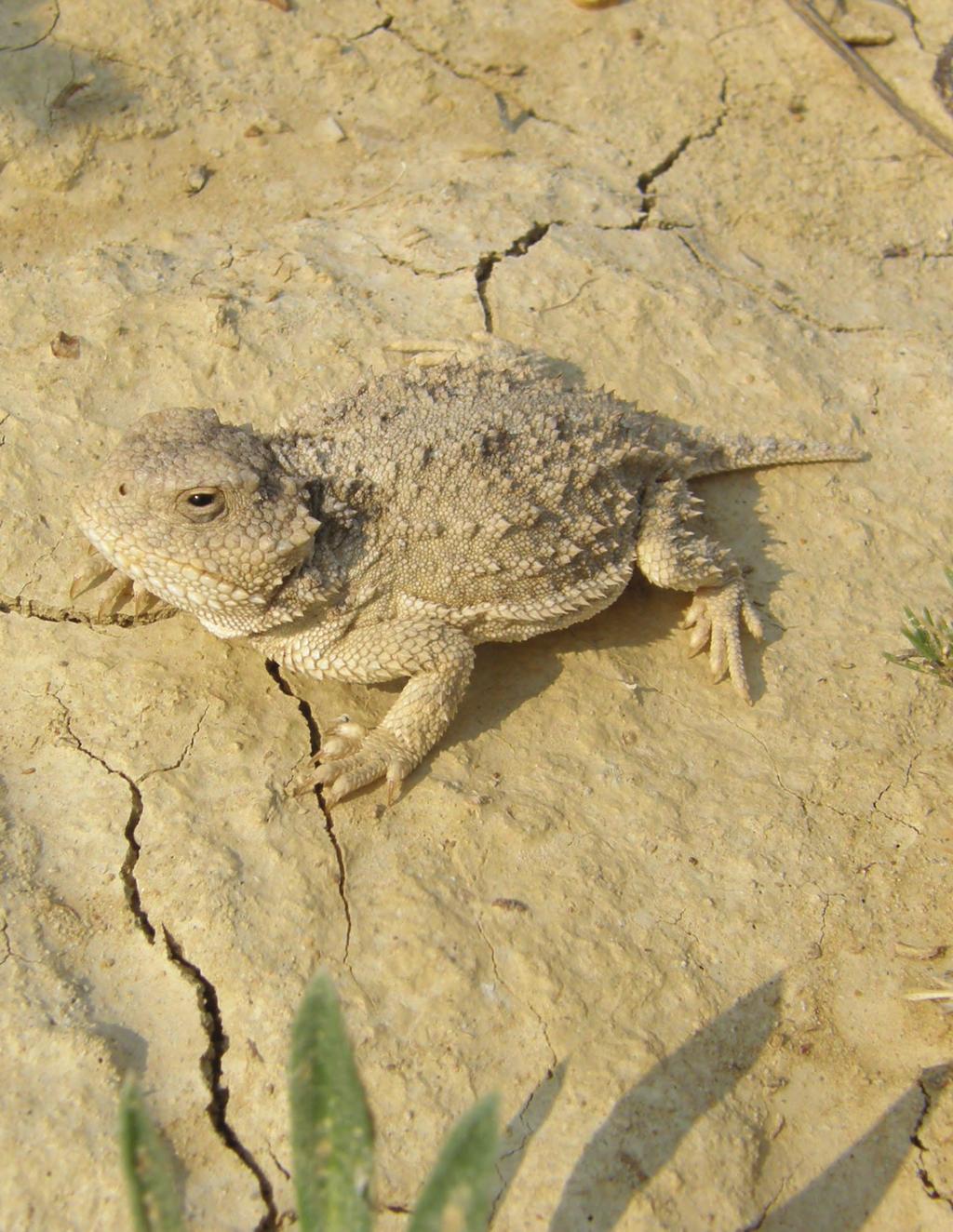 Alberta Conservation Association - Reptiles of Alberta 4 mountain short-horned lizard Mountain Short-horned Lizard Phrynosoma hernandesi Phrynosomatidae Up to 7 cm Live-bearing At Risk Despite its