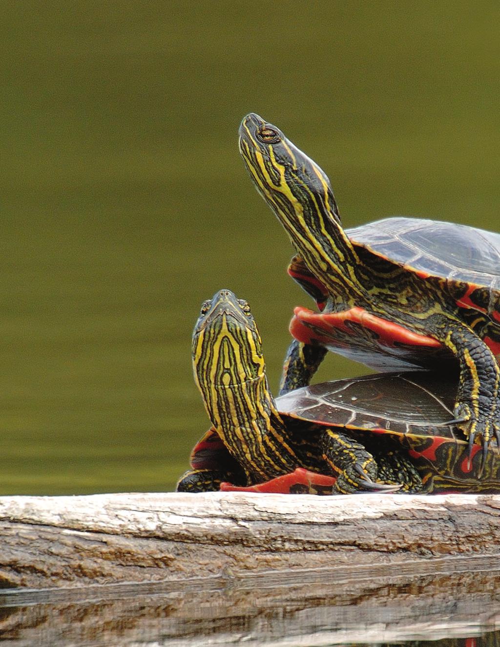 5 Alberta Conservation Association - Reptiles of Alberta western painted turtle The western painted turtle so called because of its brightly coloured shell, head and limbs naturally occurs in a
