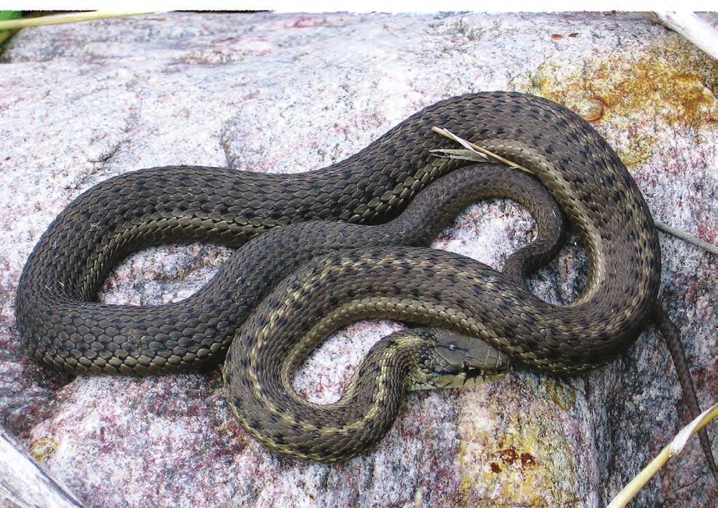 7 Alberta Conservation Association - Reptiles of Alberta garter snakes Alberta is home to three species of