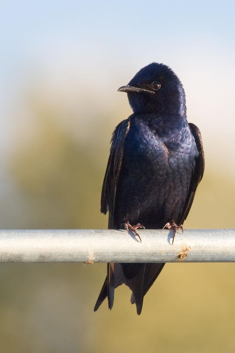 PURPLE MARTIN Purple Martin male, Progne subis JJ Cadiz Purple Martins are a large colonial nesting swallow, migrating from South America to the continental United States to breed.
