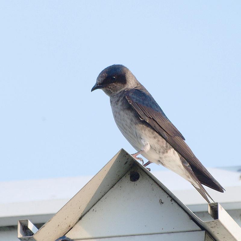 Purple Martin female, Progne subis Shanthanu Bhardwaj Purple Martin male, Progne subis Dick Harlow 2015 The above picture shows a Purple Martin on the cross bar of the Purple Martin Pole at Deer