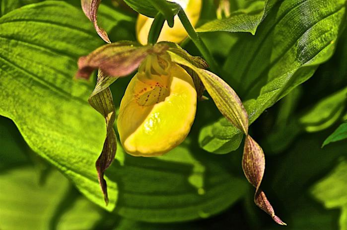 Yellow Lady s Slipper, Cypripedium pubescens, emerging orchid plants Dick Harlow, 2016 These pictures were taken in my garden here at EastView.