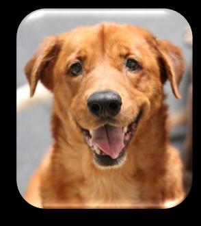 Visit Ginger at our San Clemente location. Dakota is a year old Shepherd mix.