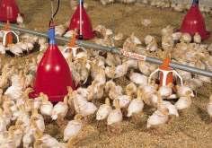 Indian poultry industry is in growth mode. It has been growing at around 8-10% annually during the last decade.