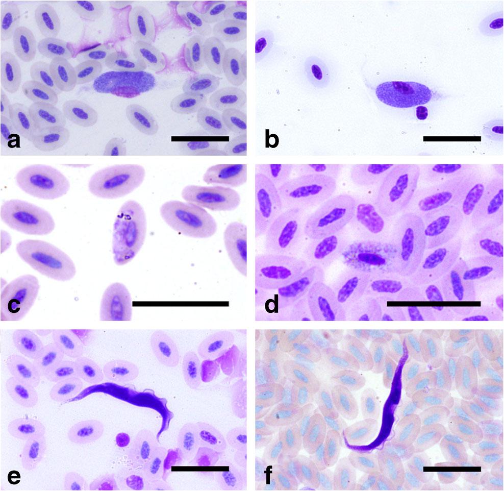 Fig. 2 Light microscopy of Giemsa-stained blood parasites on smears of northern goshawk nestlings and adults. a b Leucocytozoon sp.; c d Haemoproteus sp.; e f Trypanosoma sp.