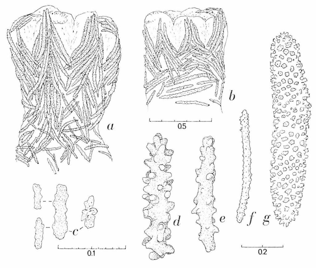 VERSEVELDT & BENAYAHU, RED SEA ALCYONACEA 67 Fig. 5. Scleronephthya lewinsohni sp. nov., holotype, Gordon Reef, Strait of Tiran, NS 13278a.
