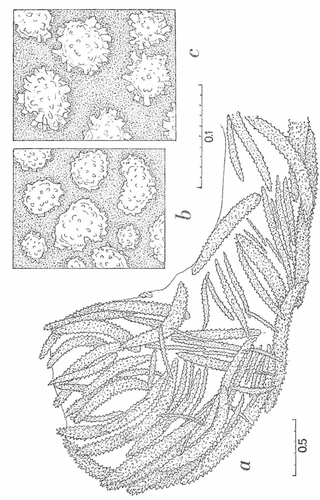 Fig. y. Stereonephthya imbricans Thomson & Dean, holotype, Siboga Exp. Sta. 310.