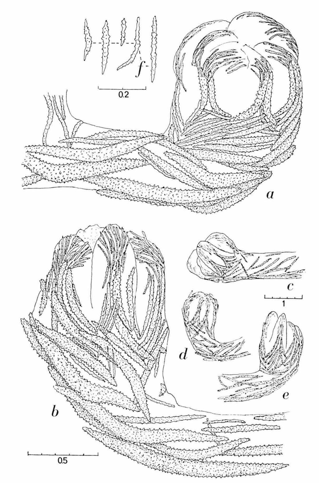 72 ZOOLOGISCHE MEDEDELINGEN 53 (1978) Fig. 8. Stereonephthya imbricans Thomson & Dean, Gordon Reef, Strait of Tiran, NS 13293. α-e, polyps; ƒ, sclerites from tentacles.