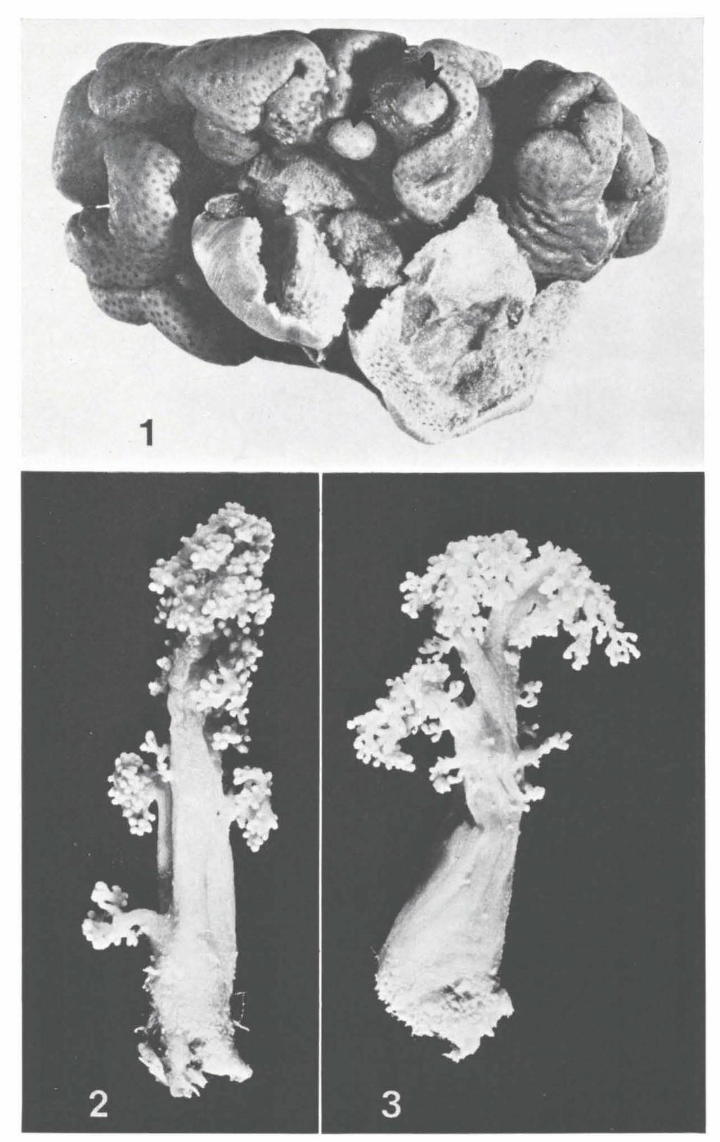 ZOOLOGISCHE MEDEDELINGEN 53 (6) PL. 3 Fig. ι. Sarcophyton gemmatum sp. nov., paratype, Sharm esh Sheikh, RMNH Coel. no. 12295, side-view; in the middle, close to the upper side of the colony, two buds are visible; X 1.