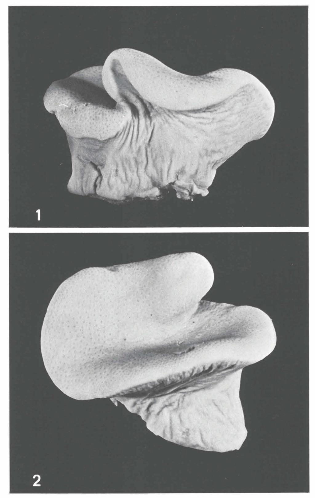ZOOLOGISCHE MEDEDELINGEN 53 (6) Figs, ι, 2. Sarcophyton pauciplicatum sp.