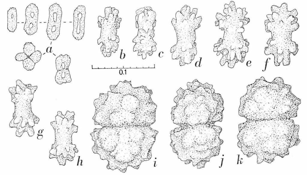 VERSEVELDT & BENAYAHU, RED SEA ALCYONACEA 59 author's publications on octocorals from the Red Sea; see Verseveldt (1974: 3,37) TAXONOMIC REPORT Cladiella arbusculoides sp. nov. (fig. 1, pi. 1 figs.