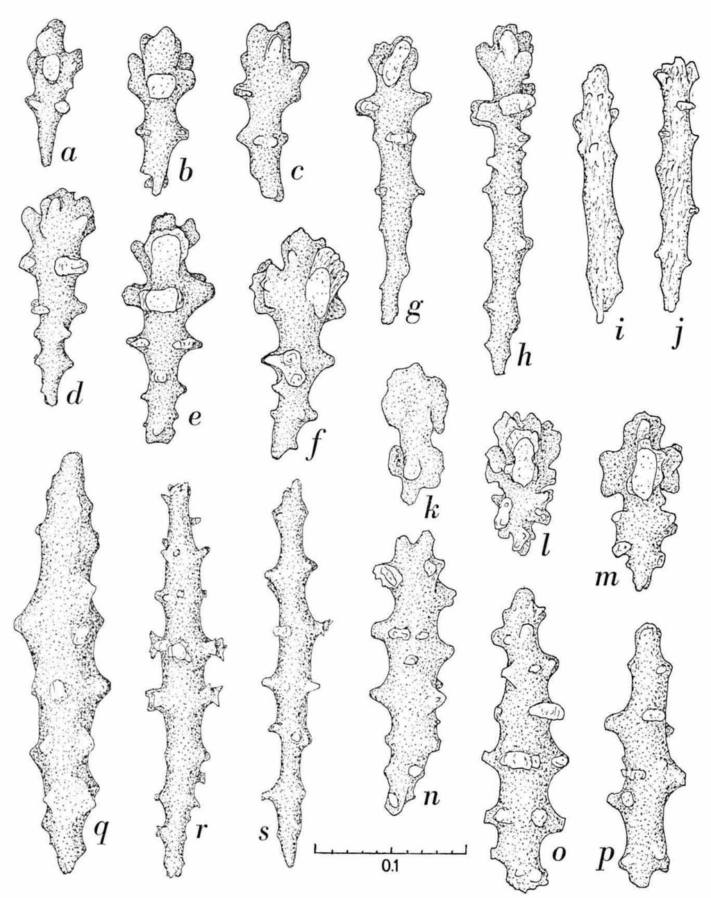 VERSEVELDT & BENAYAHU, RED SEA ALCYONACEA 61 Fig. 2. Sarcophyton auritum sp. nov., holotype, Muqebla', NS 13280.