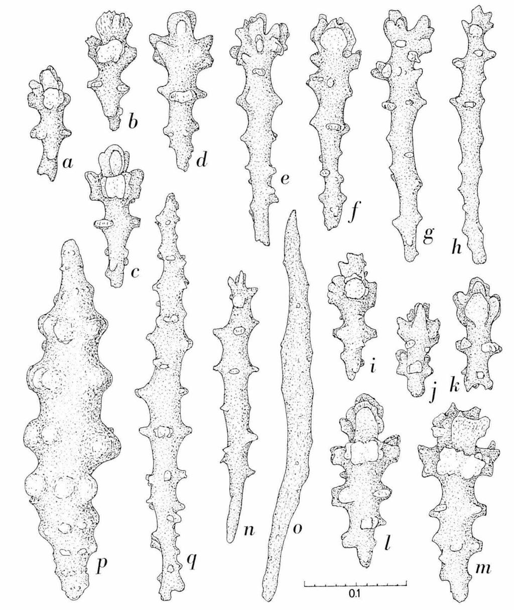 VERSEVELDT & BENAYAHU, RED SEA ALCYONACEA 65 Fig. 4. Sarcophyton pauciplicatum sp. nov., holotype, Sharm esh Sheikh, NS 13287.