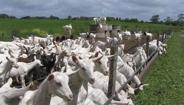 PROJECT SUMMARY Optimising genetics, reproduction and nutrition of dairy sheep and goats Introduction The Australian dairy sheep industry currently has six well established businesses, all of which
