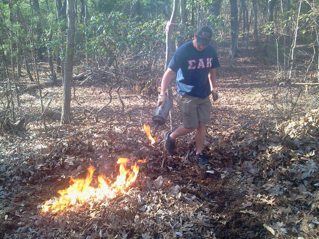 Prescribed Burns and Box Turtles Platt, S.G., Liu, H., and C.K. Borg. 2010. Fire ecology of the Florida box turtle (Terrapene carolina bauri Taylor) in pine rockland forests of the lower Florida Keys.