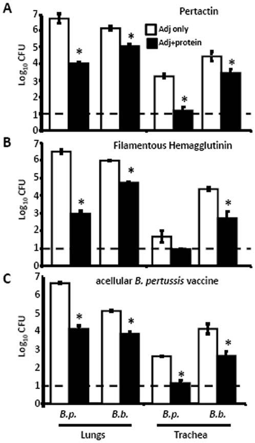 Figure 7. Human isolated, Complex IV B. bronchiseptica colonization of B. pertussis-immune mice. Groups of 4 naïve (black bars), B. pertussis-vaccinated (white bars) or B.
