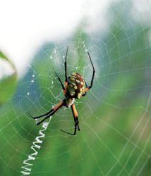 Weekly is a R Weavers Web Weavers reweb Building a Web See how spiders use silk. A spider squeezes liquid from its body. The liquid hardens into a strong silk thread. It can be thin or thick.