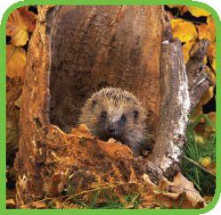 Weekly is a rer Ready for Cold Weather Ready for Cold Weather Slowing Down Hedgehogs sleep in winter. A hedgehog gathers leaves. It carries them in its mouth and makes a pile. Why?