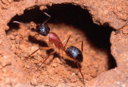 Weekly is a R in Action Ants in Action reants An Ant s Life Welcome to the world of ants. Ants are busy insects. They live and work together in groups called colonies.