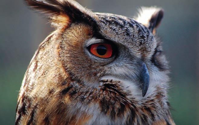 8 OWLS & OTHER BIRDS KETCH THE EAGLE OWL WE RE NOT JUST MAD ABOUT MONKEYS, YOU KNOW!