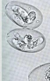 Sporulated oocyst of E. bovis; XllOO. Fig.
