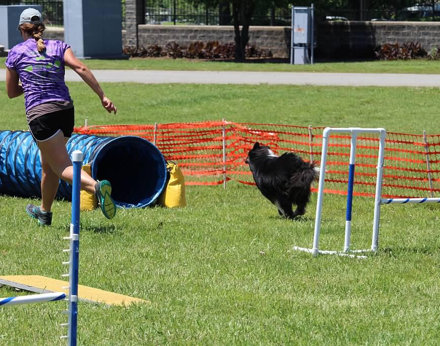 It showcases dogs running, jumping, diving, and retrieving in dog sport competitions such as agility, disc (Frisbee), dock jumping