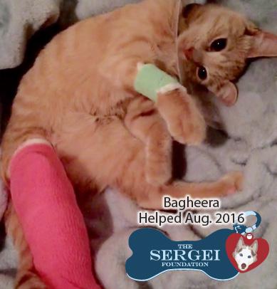 ABOUT THE SERGEI FOUNDATION The Sergei Foundation, Inc. serves people and their sick and injured pets in North Carolina.