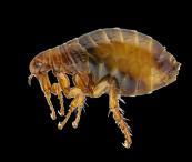 Flea Module: Course Outline Lesson 1: Why Should We Care About Fleas? Understand the Importance of Flea Control in the Veterinary Practice. Identify Medical Conditions Caused by Fleas.