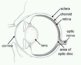 Lens luxation occurs when all of these fibres are broken and the lens