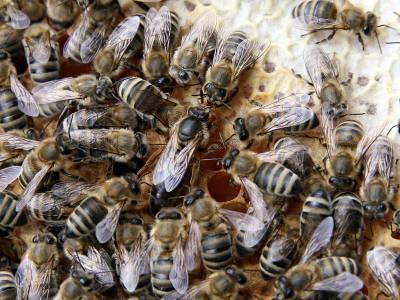 Services: Each Honeybee contribute body heat for the hive, generating 1/10 th of a calorie per minute. A human body emits about 1200 calories per minute (about the same as a 100 watt bulb).
