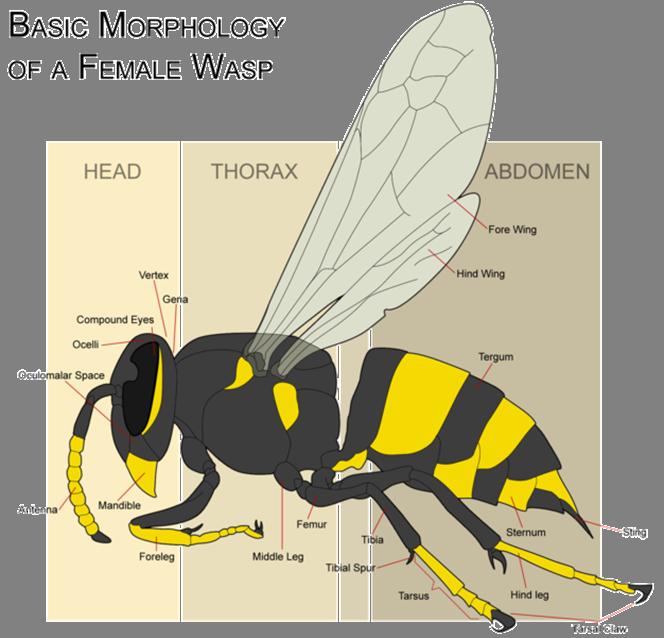 Kingdom: Animalia Phylum: Arthropoda Class: Insecta Order: Hymenoptera Suborder: Apocrita Wasps may be Social or Solitary.