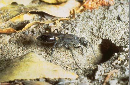 The type of nest produced by wasps can depend on the species and location.