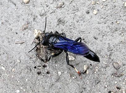 Male organ pipe mud daubers are among the few male wasps of any species to stay at the nest.