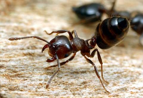 Acrobat ants get their name from the habit of