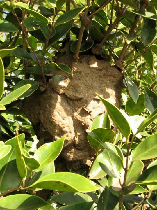 Crematogaster ants construct pagoda like nests on trees made of soil containing decaying organic matter. Zoning: These ants may be found both indoors and outdoors.