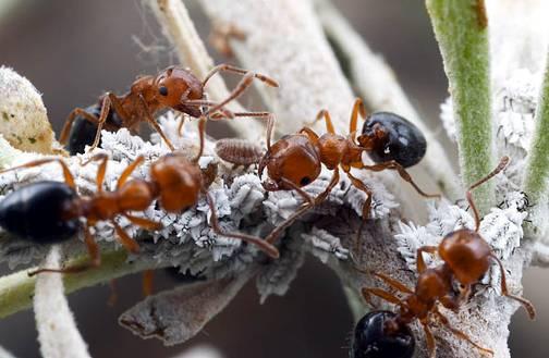 Acrobat ants are extremely territorial and only one colony exists in each tree, although a large colony may spread to up to three pine