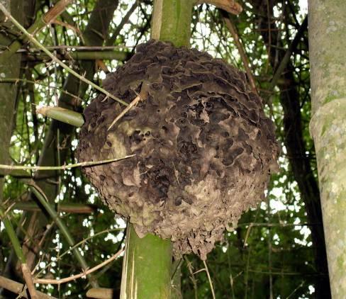 Crematogaster nests are shaped like an egg which is implanted on the branches at a fork or flattened against the tree trunk. The average oblong nest may have a diameter of 130mm and a height of 175mm.
