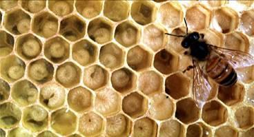 Site Preferences: Natural nesting sites selected by honeybees are hollows of different sorts.