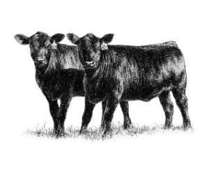 DEPARTMENT A... BEEF CATTLE Show Date: Friday, Septemb