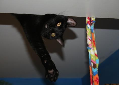 Some additional information: Artimus is a loving, friendly and gentle cat that will relax more as he bonds with his owners and adjusts to his environment.