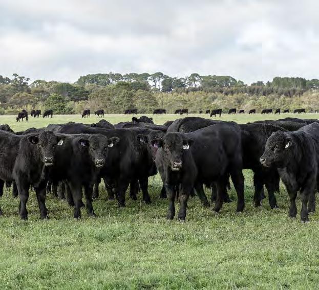 The longest protection available against a range of internal and external parasites, thereby optimising the health and productivity of your cattle.
