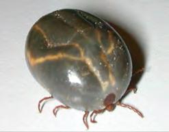 Cattle Tick (Rhipicephalus (Boophilus microplus) Prevents Cattle Tick egg lay Label Claims Prevents the development of viable cattle tick for at least 51 days.
