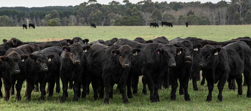 Lasting control against worms Southern Australia Internal parasites cost the southern beef industry $82 million in lost productivity and treatment every year.