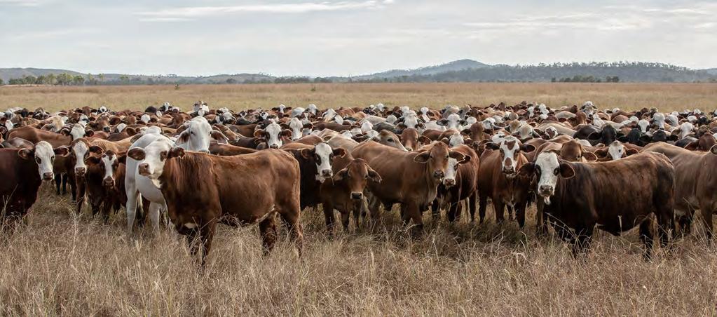 Lasting control against external parasites Cattle tick Cattle tick (Rhipicephalus (Boophilus) microplus) is the most economically significant parasite in cattle, causing an estimated $156 million in