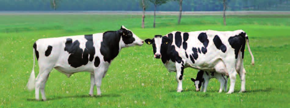 Quickly reduction of egg loads on pastures. Reduction of conception-calving interval. Eprinomectin the endectocide for dairy cattle is the only authorized antiparasitic for this purpose.