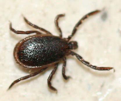 TICK-BORNE ILLNESS IN MINNESOTA: LYME DISEASE Other Lyme disease symptoms that may appear between 3 and 30 days of exposure include: Facial paralysis